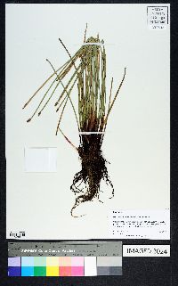 Eleocharis montana image