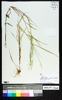 Panicum repens image