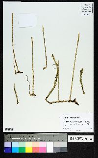 Lycopodiella prostrata image