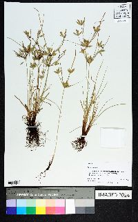 Cyperus compressus image