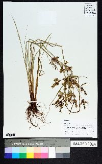 Cyperus iria image