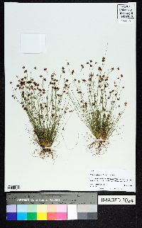 Bulbostylis barbata image