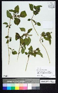 Acalypha ostryifolia image