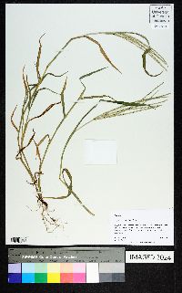 Digitaria ciliaris image