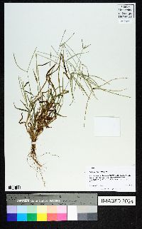 Digitaria ciliaris image