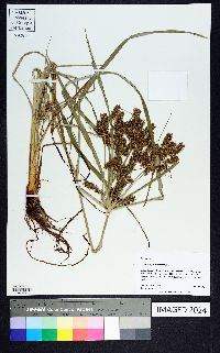 Cyperus croceus image