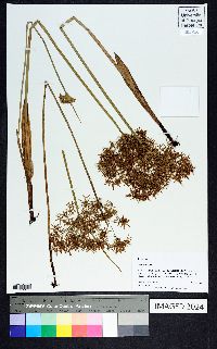 Cyperus haspan image