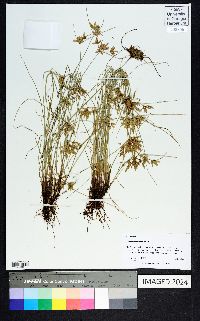 Cyperus lanceolatus image