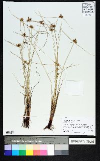 Cyperus neotropicalis image