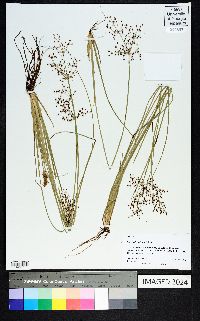 Fimbristylis miliacea image