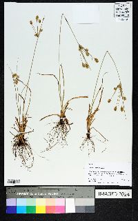 Cyperus retrorsus image