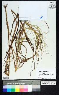 Heteropogon melanocarpus image