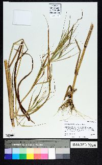 Heteropogon melanocarpus image