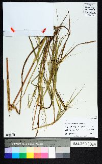 Heteropogon melanocarpus image