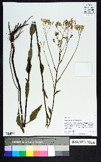 Arnoglossum ovatum image