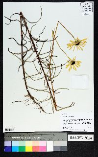 Helianthus angustifolius image