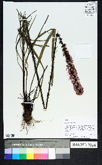 Liatris spicata image