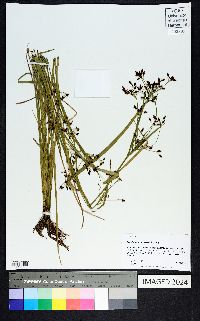 Rhynchospora nitens image