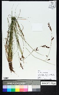 Rhynchospora perplexa image