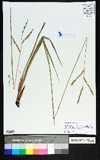 Paspalum floridanum image