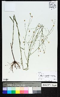 Boltonia diffusa image