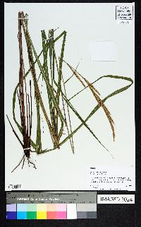 Saccharum baldwinii image