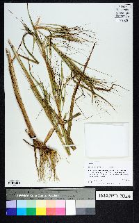 Heteropogon melanocarpus image