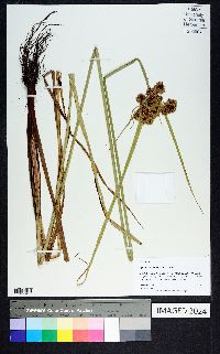 Cyperus drummondii image