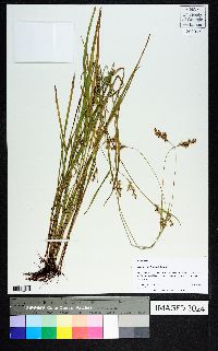 Scleria muehlenbergii image