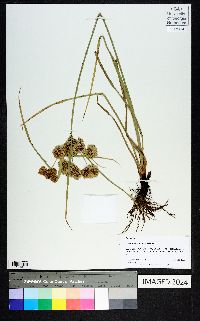 Cyperus entrerianus image