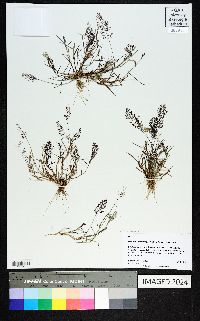 Eragrostis amabilis image