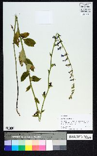 Lobelia georgiana image