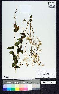 Ageratina aromatica image