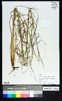 Andropogon virginicus var. decipiens image