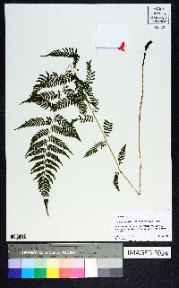 Thelypteris palustris var. pubescens image