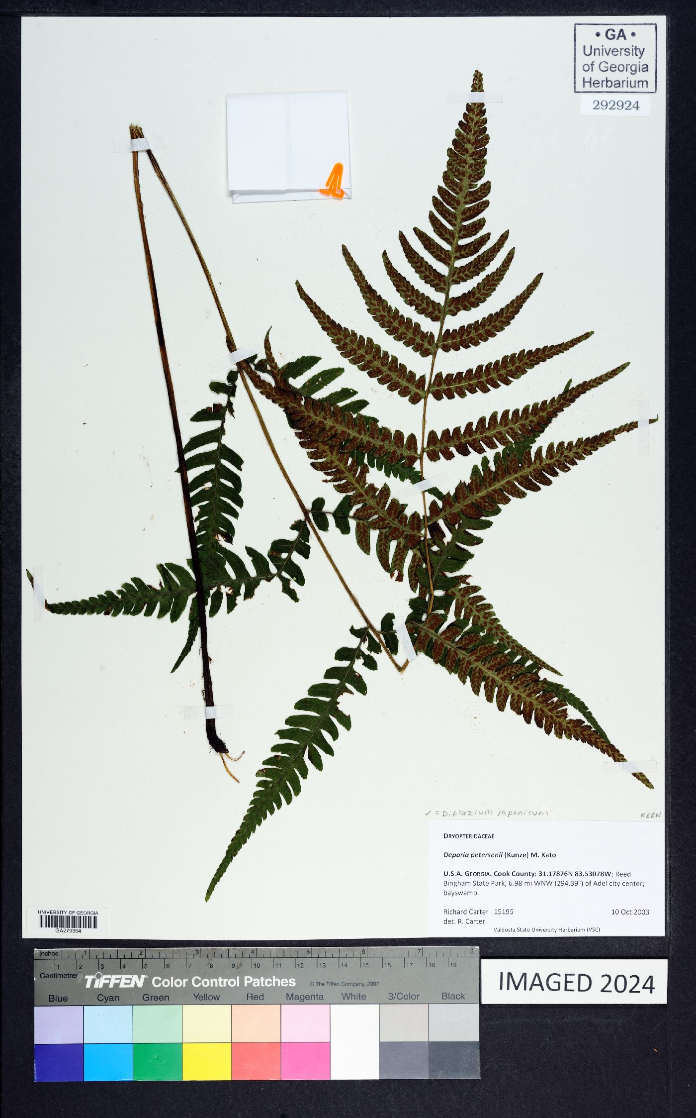 Deparia japonica image