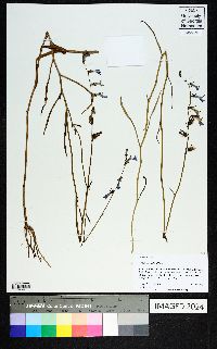 Lobelia glandulosa image