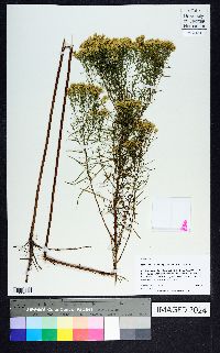 Euthamia caroliniana image