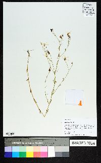 Sabatia brevifolia image