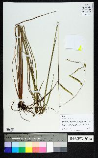 Paspalum praecox image