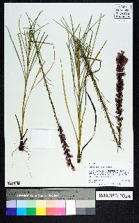 Liatris elegantula image