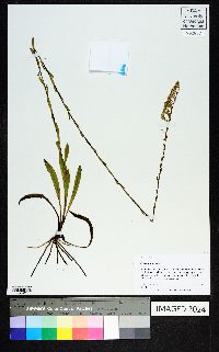 Solidago stricta image