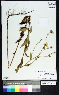 Helianthus floridanus image