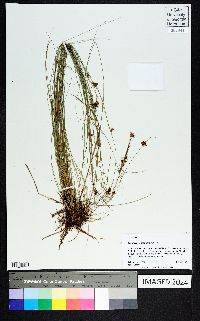 Rhynchospora gracilenta image