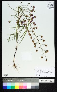 Liatris patens image