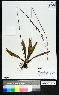 Plantago sparsiflora image