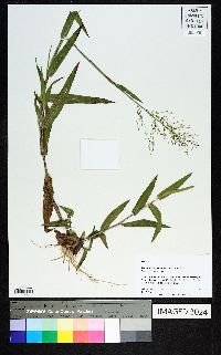 Dichanthelium scoparium image