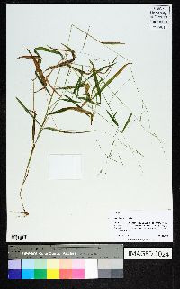 Leersia virginica image