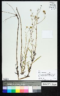 Palafoxia integrifolia image