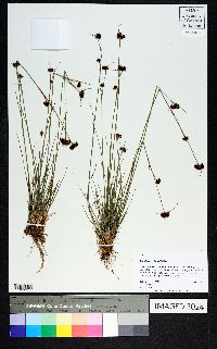 Rhynchospora fernaldii image